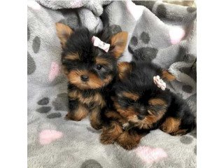 Male and female Teacup Yorkie Available